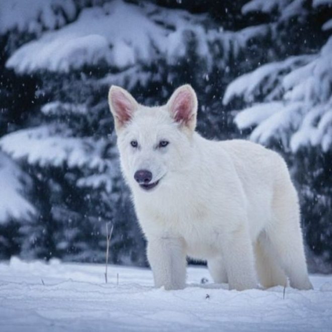 Biotexnologik startap 10 ming yil oldin qirilib ketgan dahshatli bo‘rilarni «qayta yaratdi»