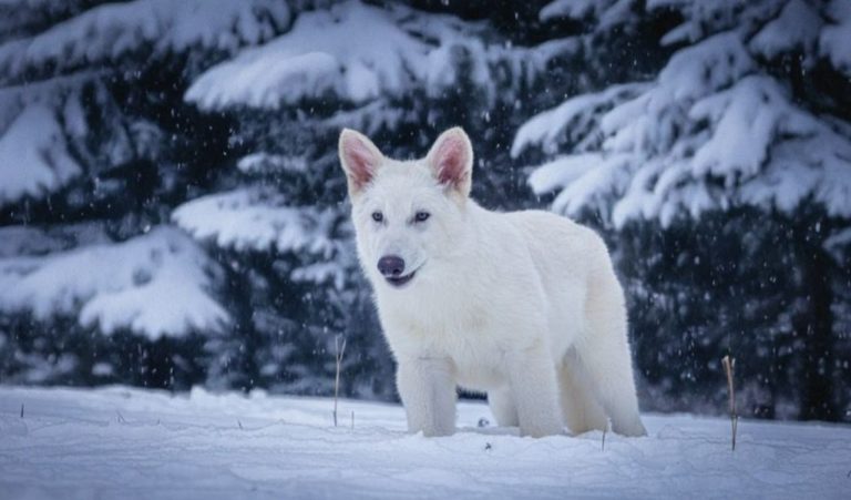 Biotexnologik startap 10 ming yil oldin qirilib ketgan dahshatli bo‘rilarni «qayta yaratdi»