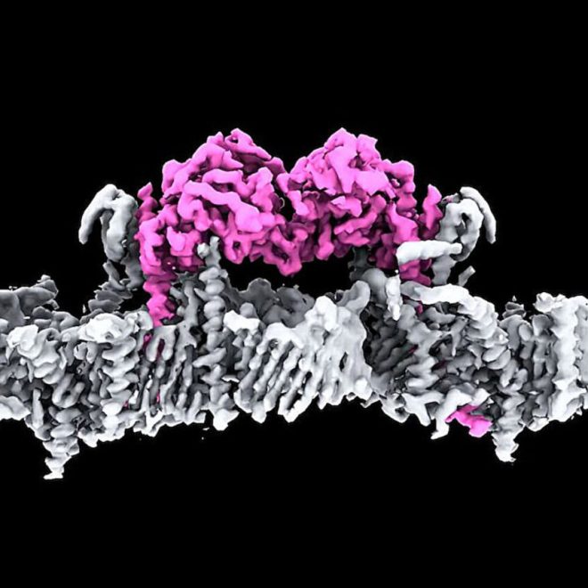Parkinson kasalligini erta tashxislash usuli ishlab chiqildi