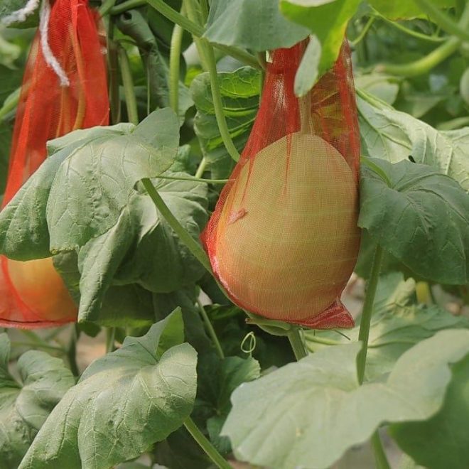 O‘zbekistonlik olimlar qovunning yangi navlarini yaratmoqda