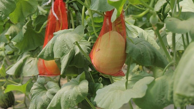 O‘zbekistonlik olimlar qovunning yangi navlarini yaratmoqda