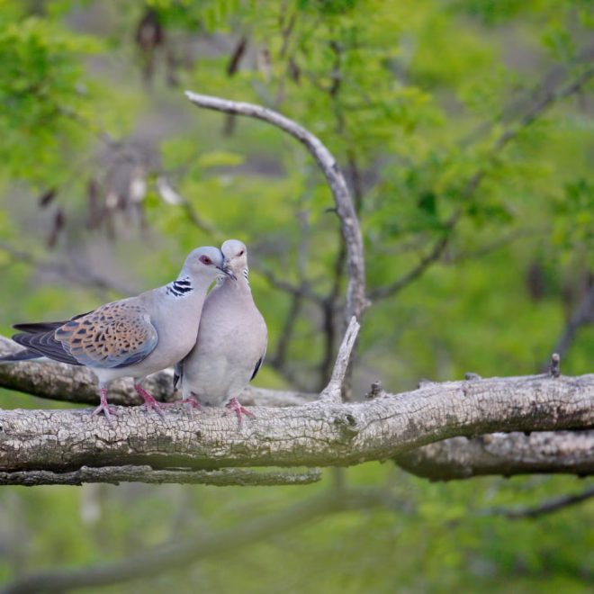 Yaqin yuz yilda qushlarning 500 dan ortiq turi yo‘qolib ketishi mumkin