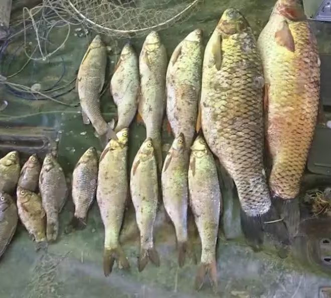 Sirdaryoda noqonuniy baliq ovlanishi oqibatida qariyb yarim mlrd so‘m zarar yetkazildi