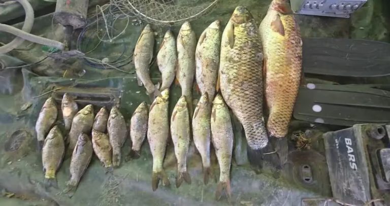 Sirdaryoda noqonuniy baliq ovlanishi oqibatida qariyb yarim mlrd so‘m zarar yetkazildi