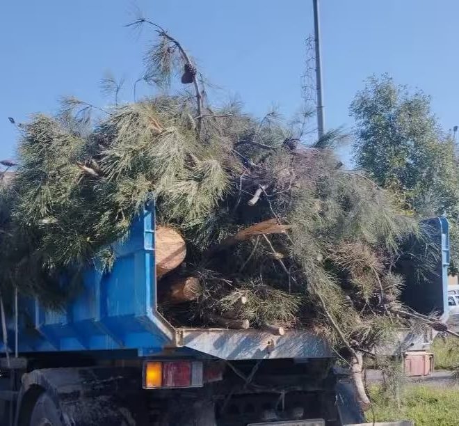 Termizda 219 tup daraxt noqonuniy kesib tashlandi