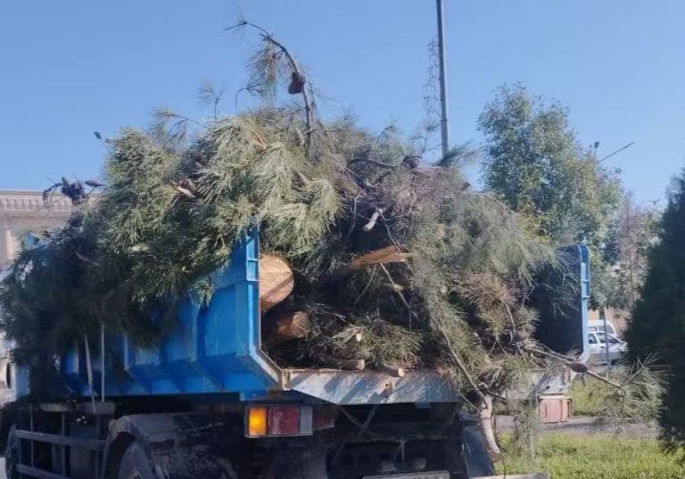 Termizda 219 tup daraxt noqonuniy kesib tashlandi