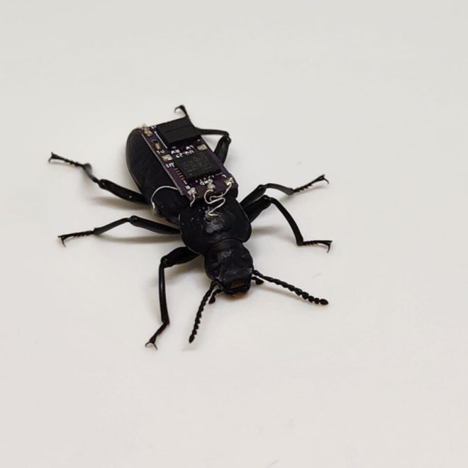 Qidiruv-qutqaruv operatsiyalari uchun kiborg-qo‘ng‘iz yaratildi