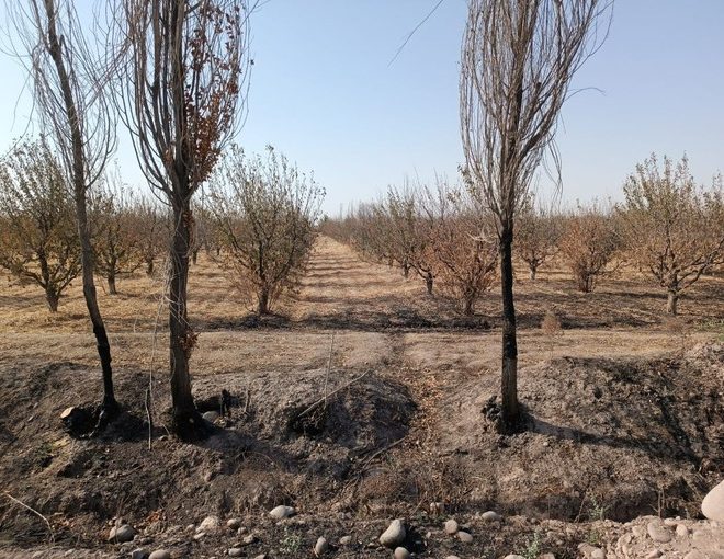 O‘zbekistonda 37 mln donadan ortiq mevali daraxt ko‘chati ekildi