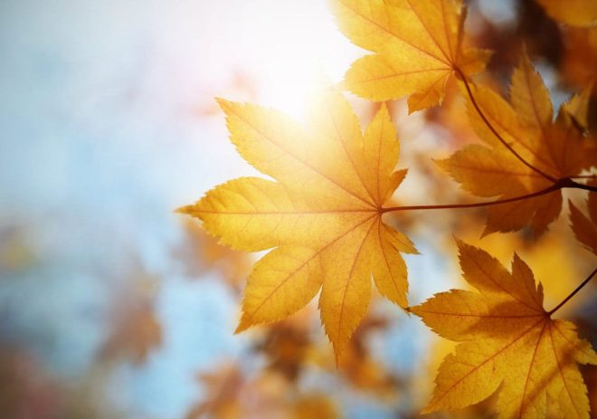 Sentyabrda qanday ob-havo bo‘lishi kutilayotgani ma’lum qilindi