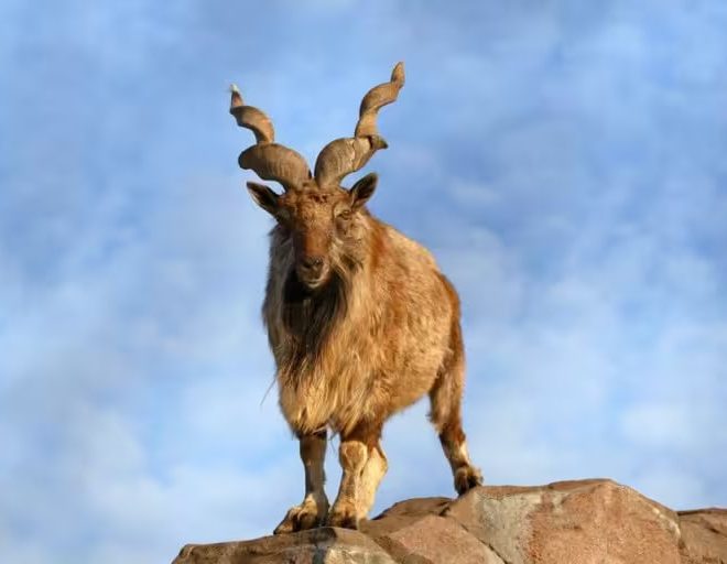 Rossiyalik ovchi 100 ming dollar to‘lab Surxondaryoda Qizil kitobga kiritilgan morxo‘rlarni ovladi