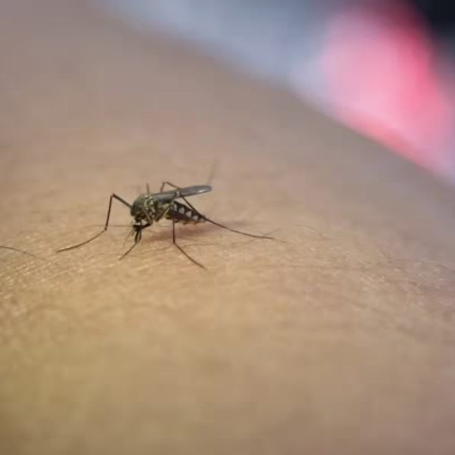 Xitoyda chivin orqali yuqadigan kasallik O‘zbekistonda tarqalmaydi