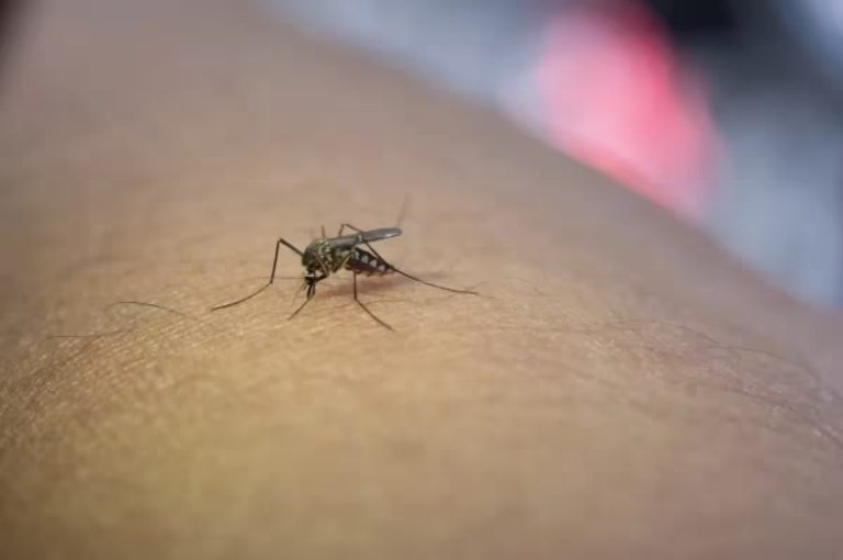 Xitoyda chivin orqali yuqadigan kasallik O‘zbekistonda tarqalmaydi