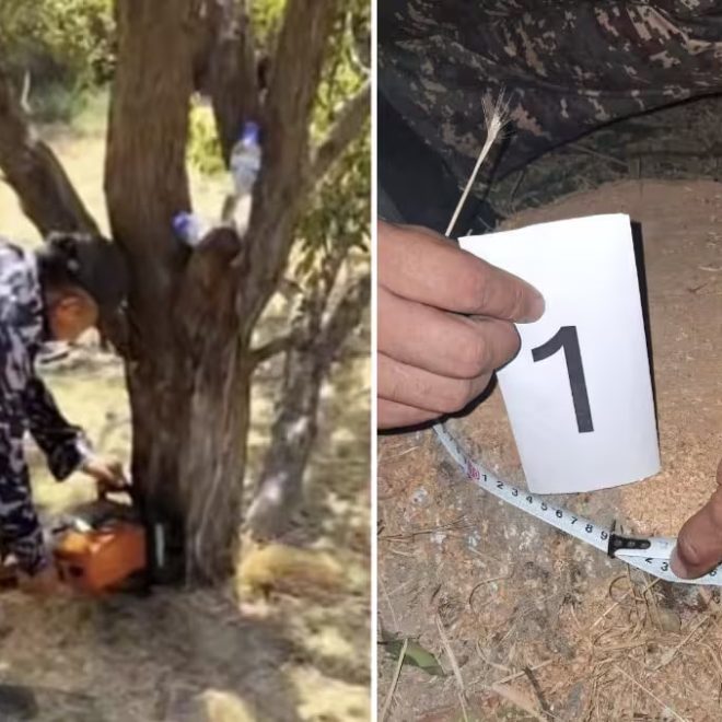 Qibrayda daraxtlar kesildi: tuman hokimligi va Ekologiya boshqarmasi ikki xil munosabat bildirdi