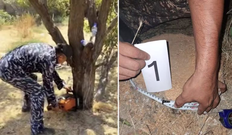 Qibrayda daraxtlar kesildi: tuman hokimligi va Ekologiya boshqarmasi ikki xil munosabat bildirdi