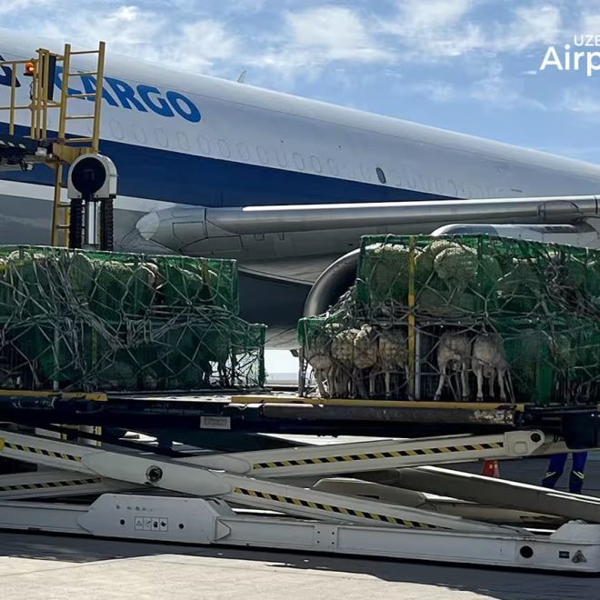 O‘zbekistonga Mo‘g‘ulistondan qo‘ylarning birinchi 37 tonnalik partiyasi yetkazildi