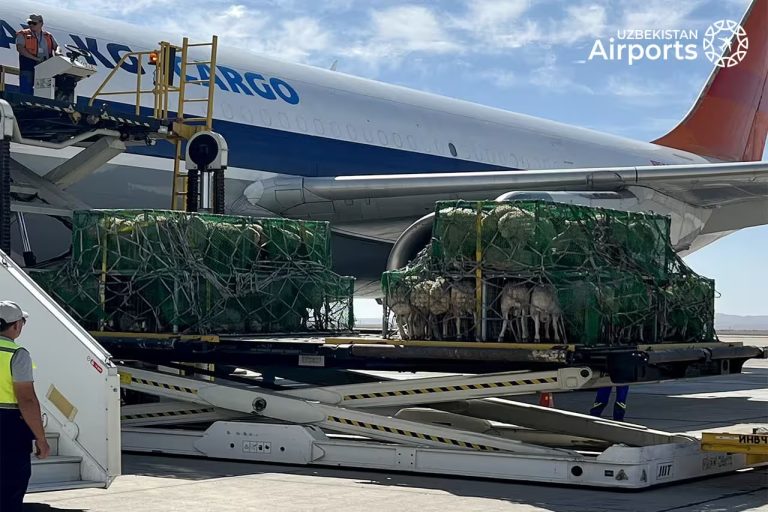 O‘zbekistonga Mo‘g‘ulistondan qo‘ylarning birinchi 37 tonnalik partiyasi yetkazildi