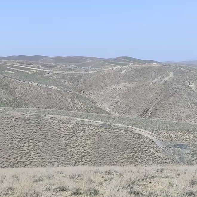 Navoiyda bir haftada uchta oltin koni sotib yuborildi