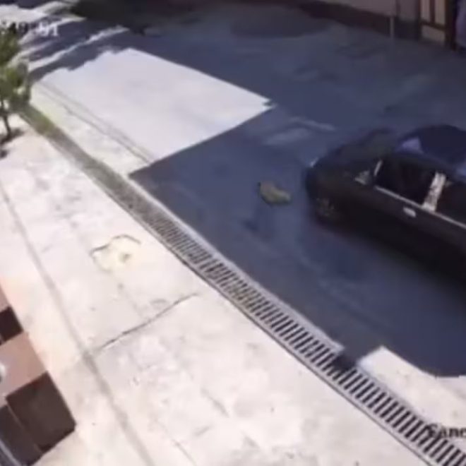 Yangiyo‘lda itni Matiz’da bosib o‘tgan haydovchi jazolandi