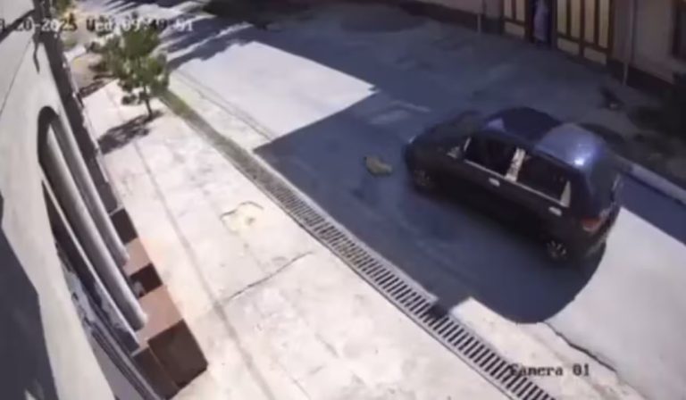 Yangiyo‘lda itni Matiz’da bosib o‘tgan haydovchi jazolandi