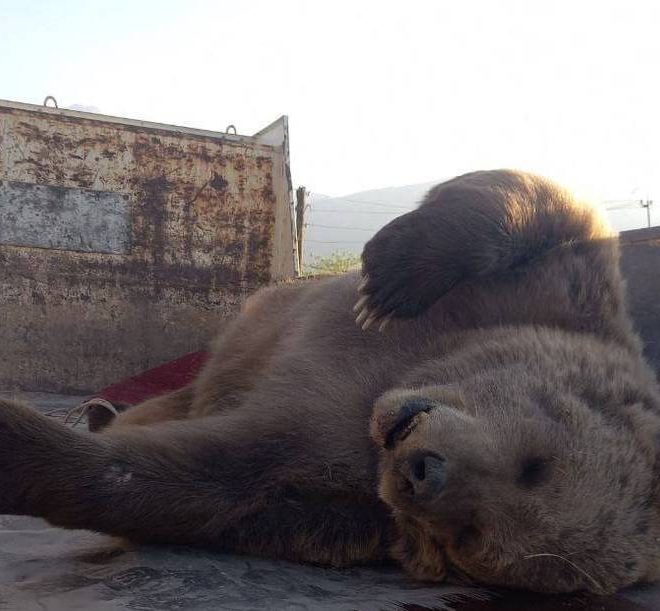 Bo‘stonliq hududida o‘lgan qo‘ng‘ir ayiq topildi