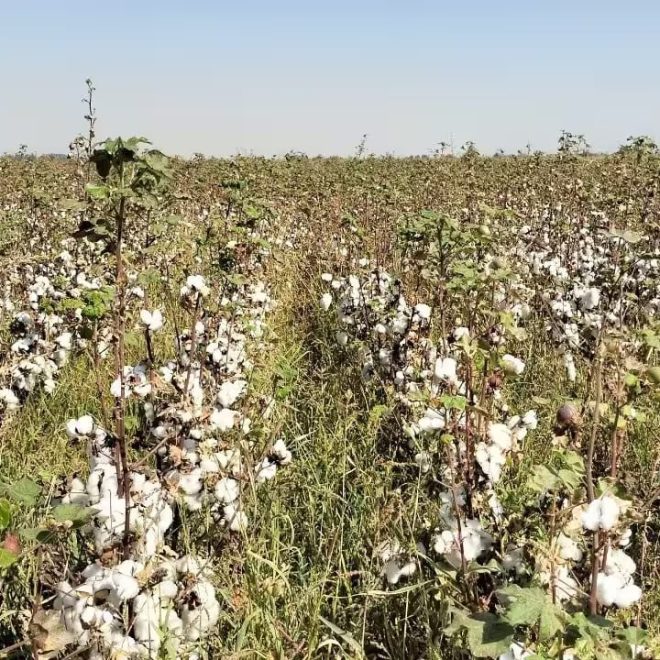 Surxondaryoda majburiy mehnatga yo‘l qo‘ygan hokim o‘rinbosari jarimaga tortildi