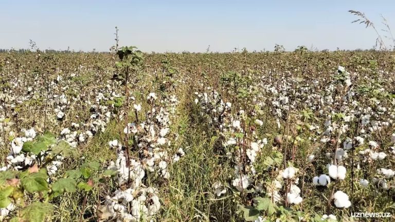 Surxondaryoda majburiy mehnatga yo‘l qo‘ygan hokim o‘rinbosari jarimaga tortildi