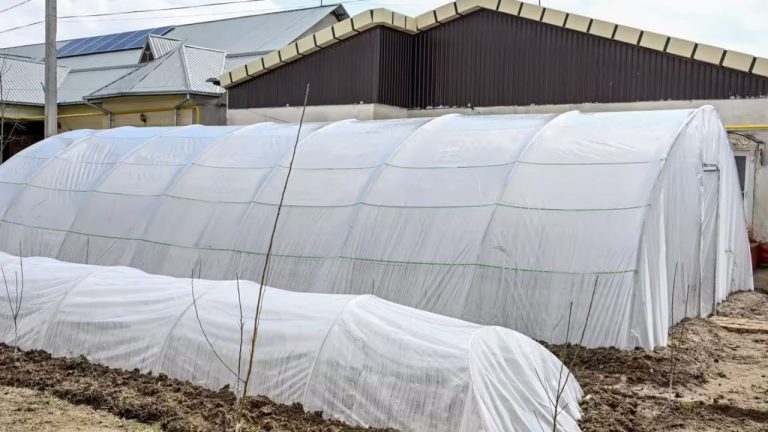 Issiqxona xo‘jaliklari uchun ijtimoiy soliq stavkasi 1 foiz etib belgilandi