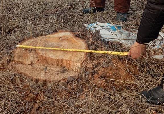 Farg‘onada fuqaro 1 tup tolni kesib tashlagani uchun 15 mln so‘m to‘laydigan bo‘ldi