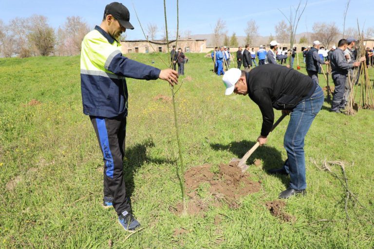 “Yashil makon”da faol bo‘lganlar rag‘batlantiriladi: yangi maqom va mukofotlar joriy etildi