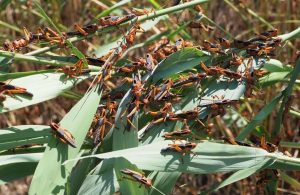 O‘zbekistonda chigirtkaga qarshi kurash boshlandi: 650 ming gektardan ortiq maydon qamrab olinadi