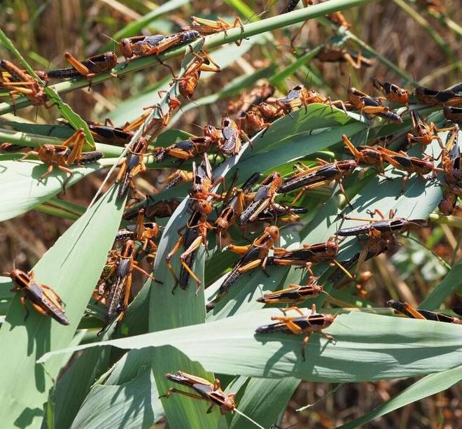 O‘zbekistonda chigirtkaga qarshi kurash boshlandi: 650 ming gektardan ortiq maydon qamrab olinadi