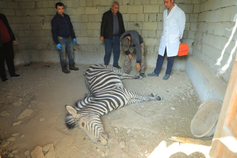 O‘zbekistonda nobud bo‘lgan hayvonlarni krematsiya qilish tartibi tasdiqlandi